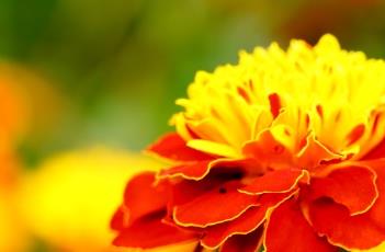 孔雀草的养殖方法（孔雀草的养殖方法和注意事项）