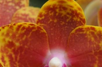 蝴蝶兰的繁殖方法