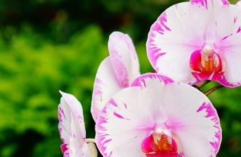 蝴蝶兰花谢后的养护方法