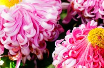 菊花的繁殖方式 菊花的繁殖方式