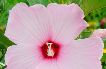 大花芙蓉葵的栽培技术