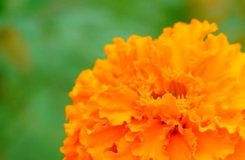 万寿菊的繁殖方法