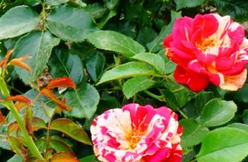月季花