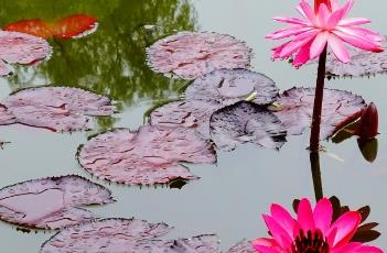 睡莲白天开放晚上闭合的原因