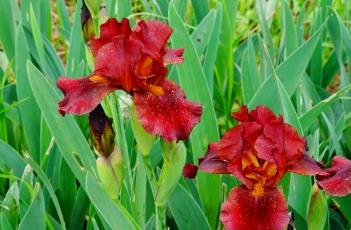 鸢尾的栽培技术