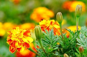 孔雀草的繁殖方法