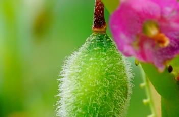 凤仙花的种植要点