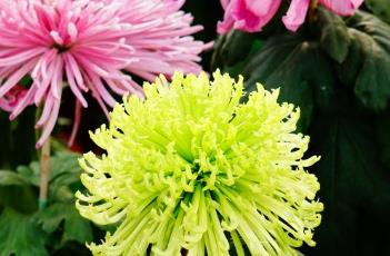 菊花的繁殖方式 菊花的繁殖方式