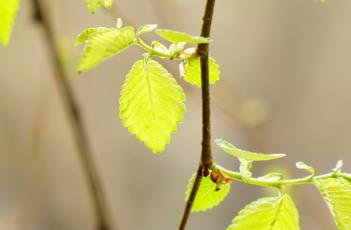 垂枝榆 垂枝榆图片