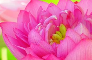富贵莲 富贵莲花竹怎么养