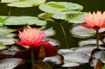 睡莲白天开放晚上闭合的原因