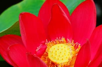 荷花的象征意义