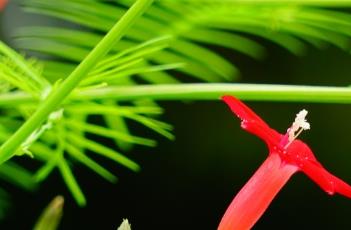 盆栽茑萝松的养殖方法