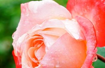 盆栽月季花的日常养护