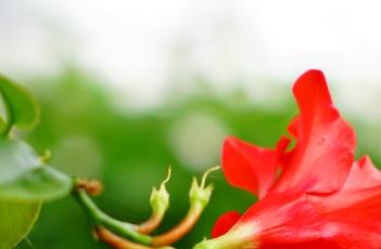 飘香藤的修剪方法 飘香藤的修剪方法和技巧