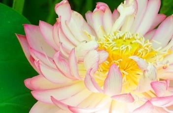 葵花向阳
