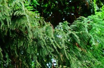 南洋杉 南洋杉价格一般在多少