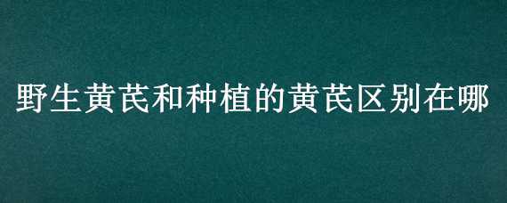 野生黄芪和种植的黄芪区别在哪