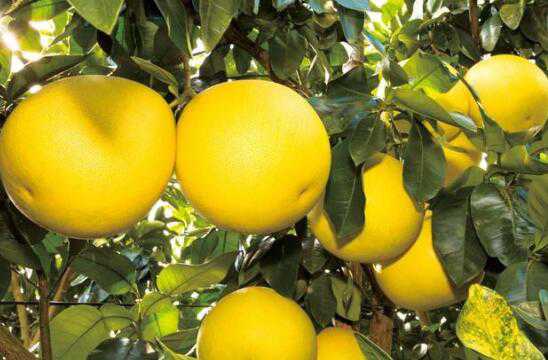 蜜柚的功效与作用及禁忌有哪些 蜜柚的功效与作用及禁忌有哪些东西