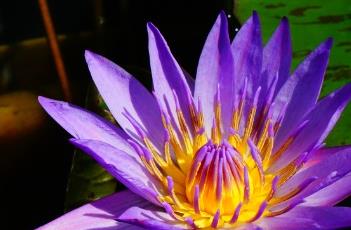 龙凤睡莲 紫罗兰睡莲