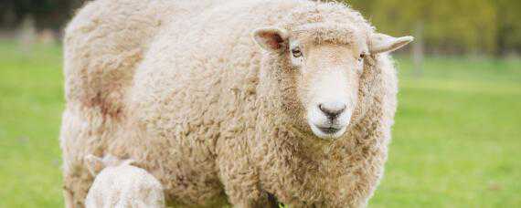 羊青贮饲料的制作方法 养羊青贮饲料制作方法