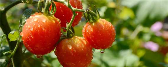 西红柿育苗方法和时间和追肥时间 西红柿育苗什么时候可以施肥