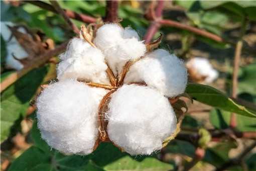 新疆种植棉花的有利条件是什么（新疆种植棉花的有利条件是什么呢）