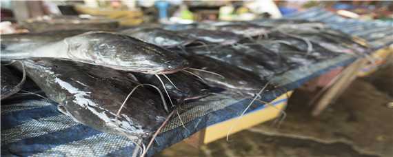 鲶鱼养殖条件和要求 鲶鱼养殖技术要点