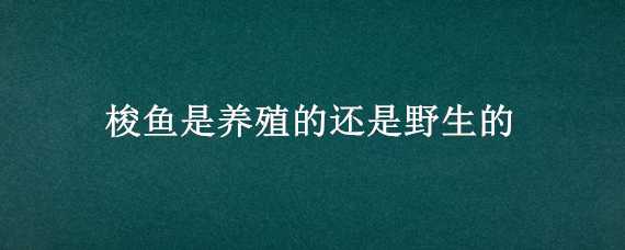 梭鱼是养殖的还是野生的