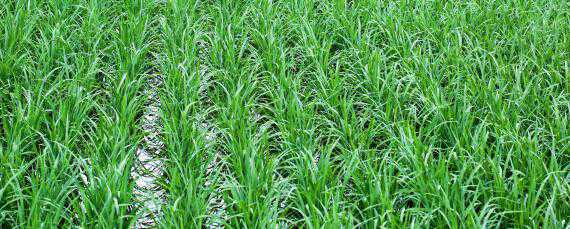 水稻旱育秧技术要点 水稻旱育秧技术要点有哪些