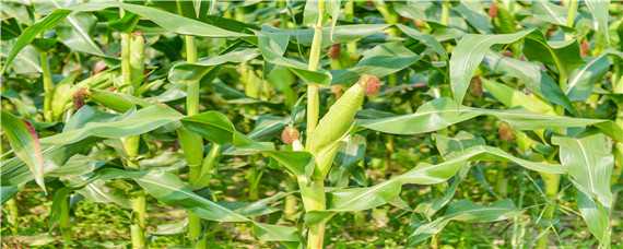 玉米种金育299特征特性