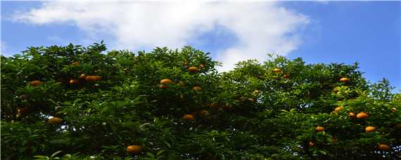 春季柑橘要打什么农药 春季柑橘要打什么农药好