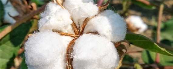 美国棉花种植时间 美国棉花种植时间