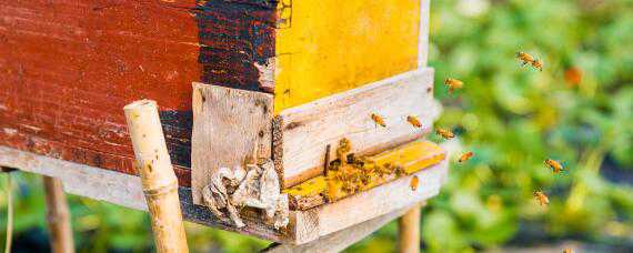 诱蜂药的配方与制作方法 诱蜂药的配方与制作方法金环虎头蜂诱蜂水配方