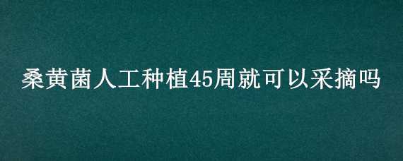 桑黄菌人工种植45周就可以采摘吗 桑黄菌多久可以采收