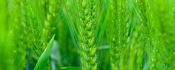 麦田打过除草剂几天能浇地 麦田打过除草剂几天能施肥