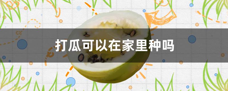 打瓜可以在家里种吗