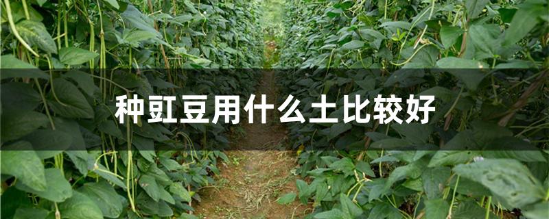 种豇豆用什么土比较好