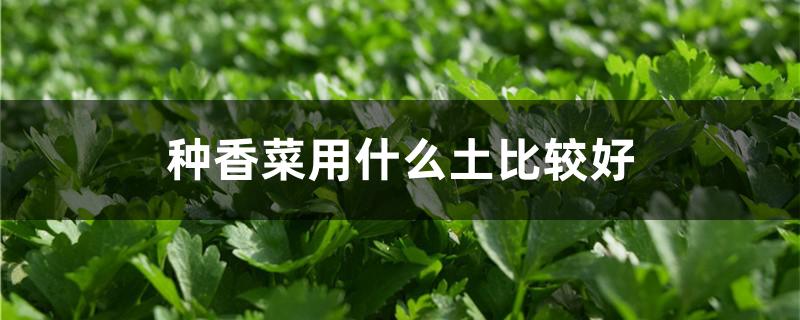 种香菜用什么土比较好