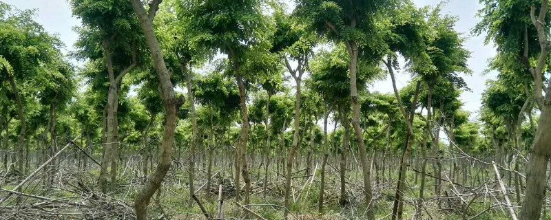 黄金木是什么树