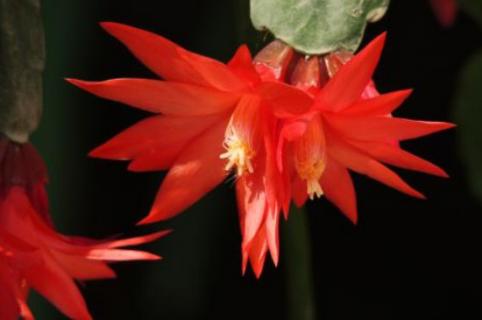 假昙花的花期在几月份