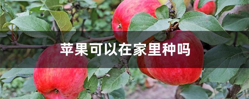 苹果可以在家里种吗