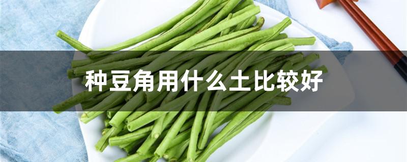 种豆角用什么土比较好