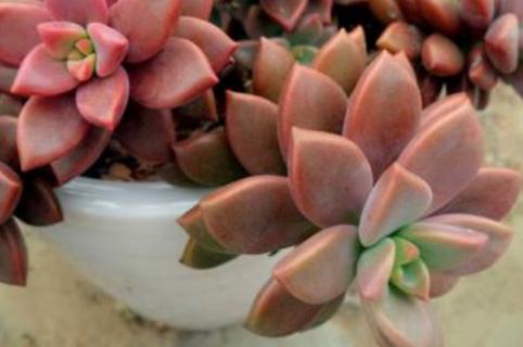 姬胧月夏天能服盆吗