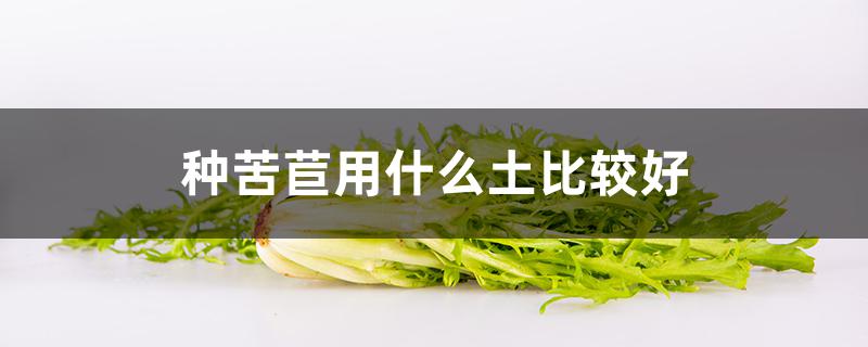 种苦苣用什么土比较好