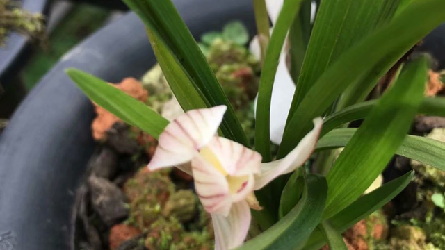 兰花适合什么花盆（兰花适合啥样的花盆）