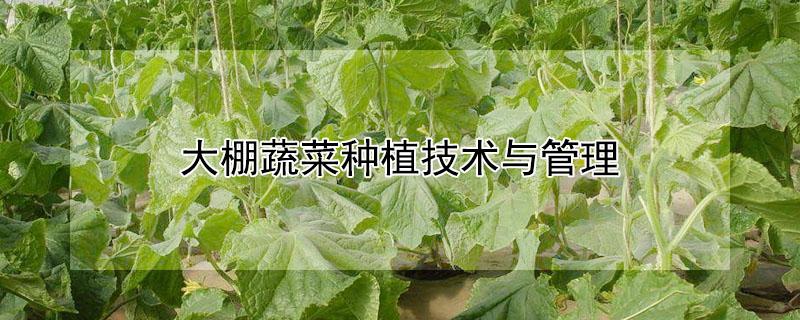 大棚蔬菜种植技术与管理
