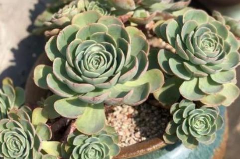 玉蝶冬天怎么养