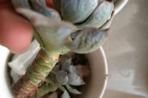 高砂之翁的侧芽怎么剥离