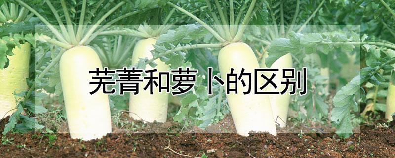 芜菁和萝卜的区别